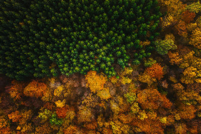 Aerial view of trees growing in forest during autumn