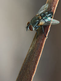 Close-up of fly on twig