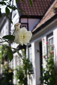 Close-up of white flowering plant against building