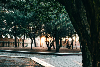 Trees in park