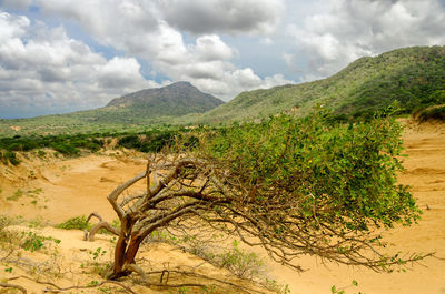 Bent tree on sand against cloudy sky at macuira national park