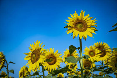 Low angle view of sunflowers against blue sky