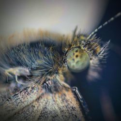 Close-up of spider