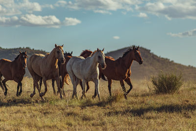 Action shot of herd of horses running in the arid landscape