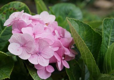 Close-up of pink flowering plant