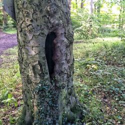 Trees in forest