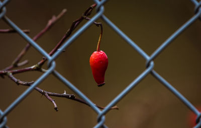 Close-up of red berries on chainlink fence