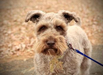 Close-up portrait of dog with leave attached to his mouth out in the fall woods.