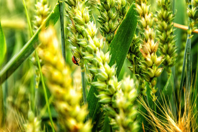 Close-up of bee on plant