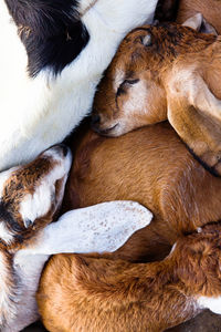 Full frame shot of goats resting at farm