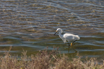 Side view of bird in rippled water