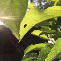 Close-up of leaves