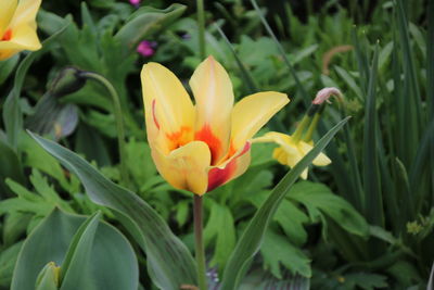 Close-up of yellow flower blooming outdoors