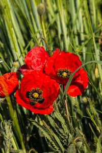 Close-up of red hibiscus blooming outdoors