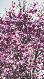 Low angle view of pink flowers on tree