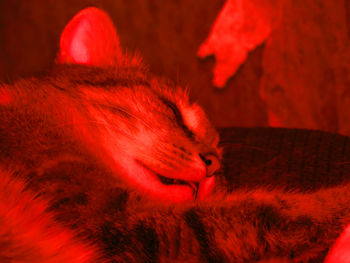 Close-up of red cat