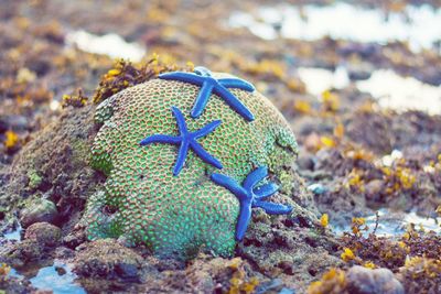 Close-up of lizard on beach
