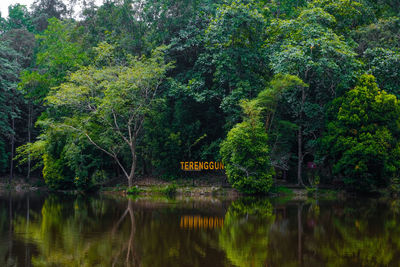 Scenic view of lake in forest