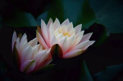 Close-up of lotus water lily