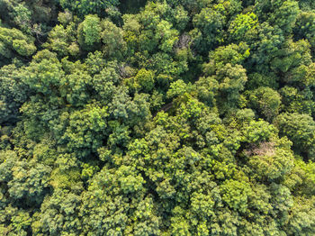 Full frame shot of fresh green plants