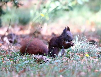 View of an animal on land