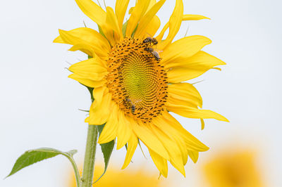 Close-up of yellow sunflower