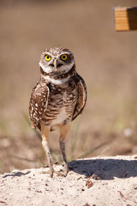 Close-up of a bird