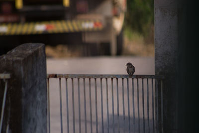 Close-up of bird perching on wood