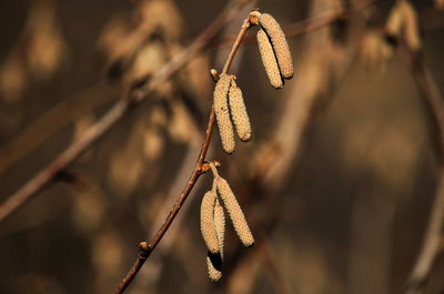 Close-up of wilted plant