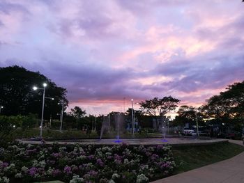 Purple flowers and trees against sky