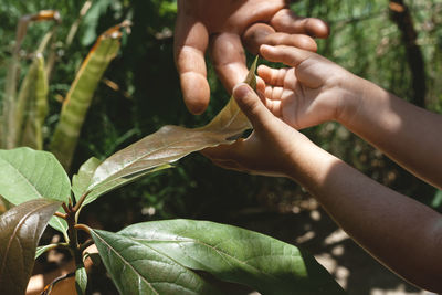 Close-up of hands holding leaves