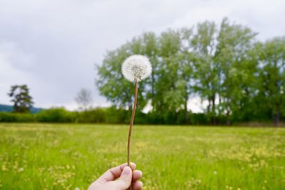 Hand holding dandelion flower on field