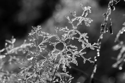 Close-up of frozen plant