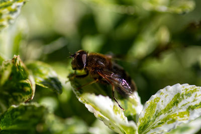 Close-up of insect on flower
