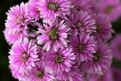 Close-up of purple flowers