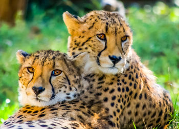 Portrait of cheetahs  outdoors