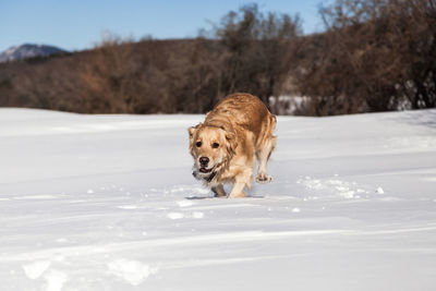 Dog running on snow covered field