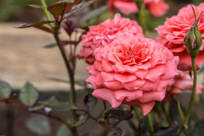 Close-up of pink rose blooming outdoors