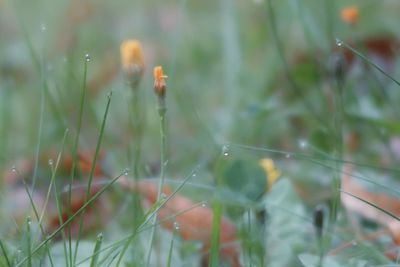 Close-up of raindrops on grass