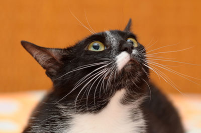 Close-up of a cat looking away