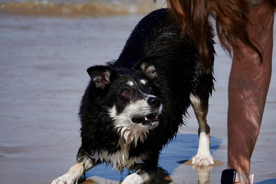 Portrait of black dog standing in water