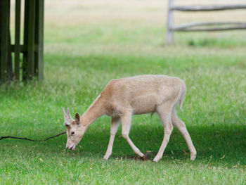 Deer grazing