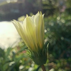 Close-up of yellow flower