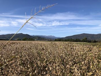 Scenic view of field against sky