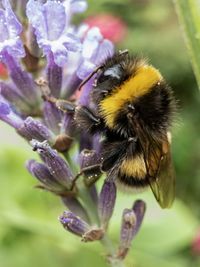 Close-up of bee pollinating on flower