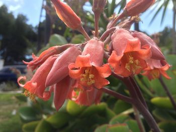 Close-up of red flower