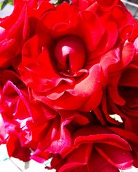 Full frame shot of red roses