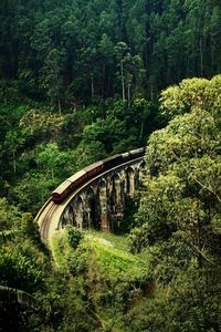 Bridge over river in forest