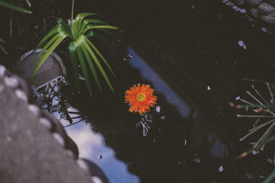 Close-up of flowers in water