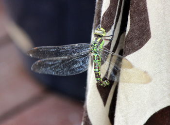 Close-up of dragonfly 
